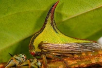 "Soi" loài bọ gai dị thường, cực hiếm gặp trên Trái đất 