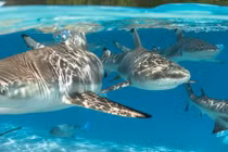 "Đẹp mê hồn" vẻ tiên cảnh của sinh vật dưới nước