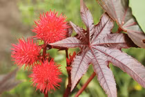 Độc tố chết người và khám phá bất ngờ về cây thầu dầu