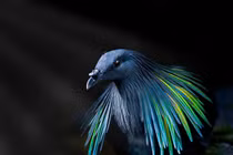 Những loài bồ câu ăn diện, chuẩn “fashionista” trong giới chim cò