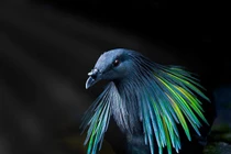 Những loài bồ câu ăn diện, chuẩn “fashionista” trong giới chim cò