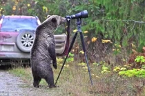 Gấu hoang tò mò, học cách chụp ảnh