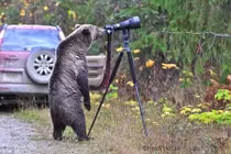 Gấu hoang tò mò, học cách chụp ảnh