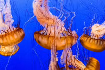 Những khám phá cực thú vị về loài sứa 