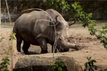 Những sự thật gây sửng sốt về loài tê giác