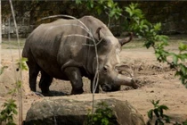 Những sự thật gây sửng sốt về loài tê giác