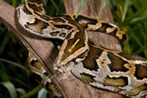 Những khám phá gây bất ngờ về loài trăn khổng lồ