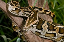 Những khám phá gây bất ngờ về loài trăn khổng lồ