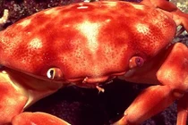 Biến đổi khí hậu ảnh hưởng sao tới động vật giáp xác biển? 