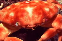 Biến đổi khí hậu ảnh hưởng sao tới động vật giáp xác biển? 