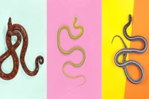 Vẻ đẹp nguy hiểm của những con rắn sặc sỡ