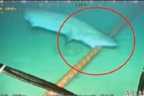 Cá mập thích cắn cáp quang biển vì... tò mò