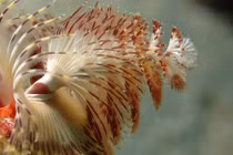 Kỳ thú loài giun cây thông Giáng sinh đẹp mê hồn 