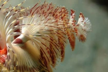 Kỳ thú loài giun cây thông Giáng sinh đẹp mê hồn 