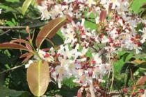 Điều thú vị về cây thành ngạnh, cây quý của Việt Nam