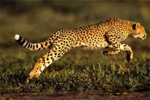 Khám phá gây sửng sốt về loài báo đốm