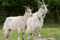 Sự thật kỳ thú ít người biết về loài dê