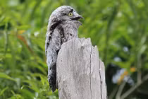 Khâm phục loài chim mệnh danh “bậc thầy ngụy trang” 