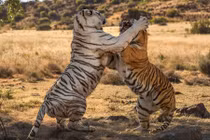 Hổ giao chiến kịch liệt giành lãnh thổ