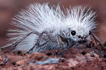 Tận mắt các loài kiến kỳ dị gây hãi hùng nhất 