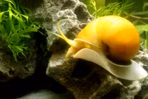 Khám phá ốc táo vàng đẹp, khiến dân chơi Việt mê mẩn