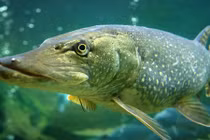 Bất ngờ với loài cá chó đã xấu lại còn dữ dằn