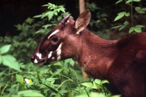 Những loài động vật sắp biến mất trên Trái Đất