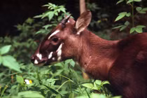 Những loài động vật sắp biến mất trên Trái Đất