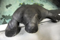 Gặp mặt “cụ” lợn biển sống thọ nhất thế giới 