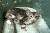 Cận cảnh chú mèo có đôi chân kangaroo vô cùng đáng yêu