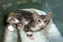 Cận cảnh chú mèo có đôi chân kangaroo vô cùng đáng yêu