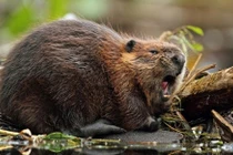 Bất ngờ những khám phá ít người biết về loài hải ly