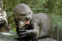 Khám phá gây kinh ngạc về rái cá khổng lồ