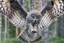 Những khám phá thú vị khó tin nổi về loài chim cú