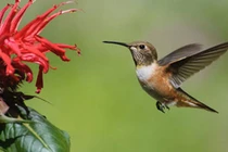 Bất ngờ với những khám phá thú vị về loài chim ruồi