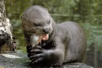 Khám phá gây kinh ngạc về rái cá khổng lồ