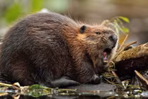 Bất ngờ những khám phá ít người biết về loài hải ly