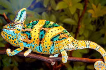 Khám phá hay không phải ai cũng biết về tắc kè hoa