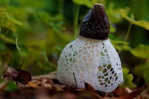 Kỳ lạ loài nấm “che mặt” như mỹ nhân, quý hiếm nhất Việt Nam