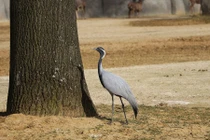 Kinh ngạc 5 loài chim bay cao nhất thế giới