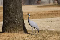 Kinh ngạc 5 loài chim bay cao nhất thế giới