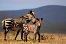 Sự thật khó tin về loài ngựa sống lâu nhất thế giới 