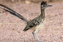 Loài gà kỳ lạ biết bay, không uống nước cả đời vô tư