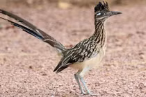 Loài gà kỳ lạ biết bay, không uống nước cả đời vô tư