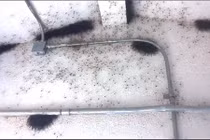 “Nổi da gà” cảnh hàng ngàn con nhện làm tổ trong nhà