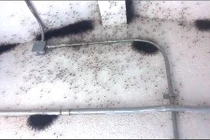 “Nổi da gà” cảnh hàng ngàn con nhện làm tổ trong nhà