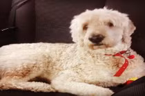 Clip cảm động từ camera quay “trộm” chó cưng