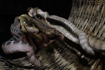 Khám phá bất ngờ về con đẻn biển đặc sản Quảng Bình