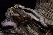 Khám phá bất ngờ về con đẻn biển đặc sản Quảng Bình