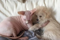 Tình bạn cảm động giữa chú chó xù và cô mèo "trần truồng"